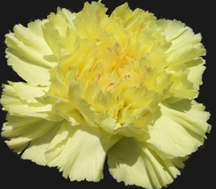 Stallion Concrete Color - Carnation
