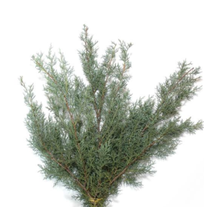 Stallion Concrete Color - Winter Greens