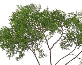 Stallion Concrete Color - Winter Greens