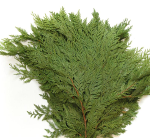Stallion Concrete Color - Winter Greens