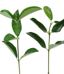 Stallion Concrete Color - Greenery