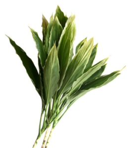 Stallion Concrete Color - Greenery