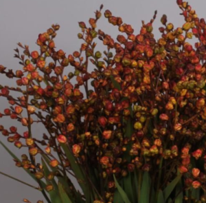 Stallion Concrete Color - Berries