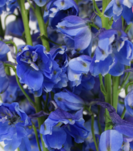 Stallion Concrete Color - Delphinium