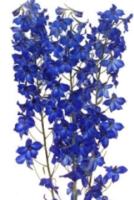Stallion Concrete Color - Delphinium