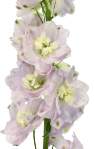 Stallion Concrete Color - Delphinium