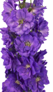 Stallion Concrete Color - Delphinium