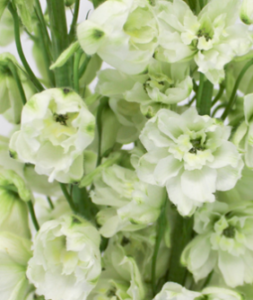 Stallion Concrete Color - Delphinium