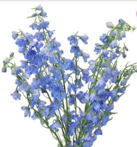 Stallion Concrete Color - Delphinium