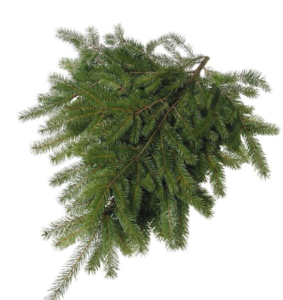 Stallion Concrete Color - Winter Greens