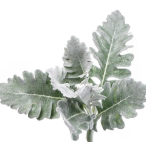 Stallion Concrete Color - Greenery