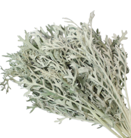 Stallion Concrete Color - Greenery