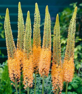 Stallion Concrete Color - Eremurus