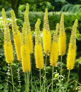 Stallion Concrete Color - Eremurus