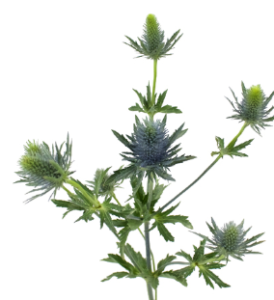 Stallion Concrete Color - Eryngium