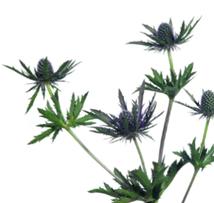 Stallion Concrete Color - Eryngium