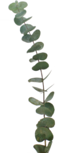 Stallion Concrete Color - Greenery