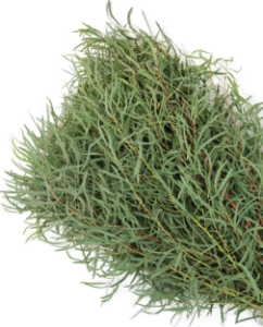 Stallion Concrete Color - Greenery