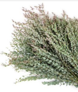 Stallion Concrete Color - Greenery