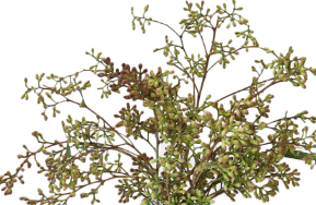 Stallion Concrete Color - Greenery