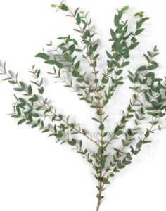 Stallion Concrete Color - Greenery