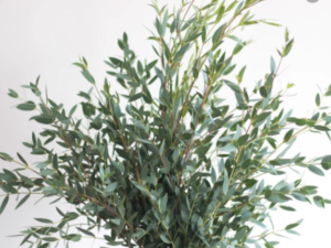 Stallion Concrete Color - Eucalyptus