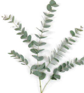 Stallion Concrete Color - Greenery