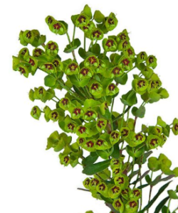 Stallion Concrete Color - Filler Flowers