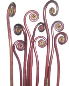 Stallion Concrete Color - Fern and Fern Like