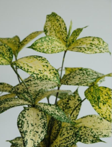 Stallion Concrete Color - Greenery