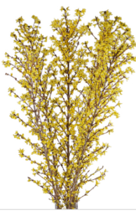 Stallion Concrete Color - Branches and Twigs