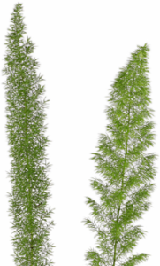 Stallion Concrete Color - Fern and Fern Like