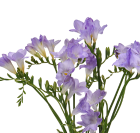 Stallion Concrete Color - Freesia