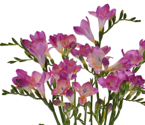 Stallion Concrete Color - Freesia