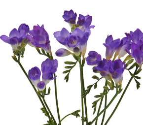 Stallion Concrete Color - Freesia