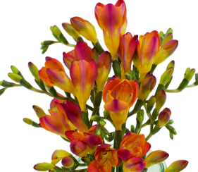 Stallion Concrete Color - Freesia