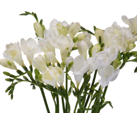Stallion Concrete Color - Freesia