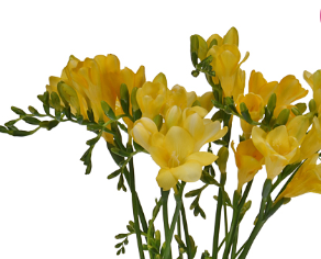 Stallion Concrete Color - Freesia