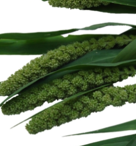 Stallion Concrete Color - Greenery