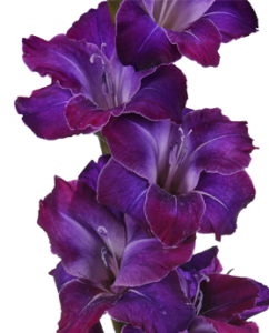 Stallion Concrete Color - Gladiola