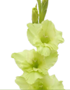 Stallion Concrete Color - Gladiola