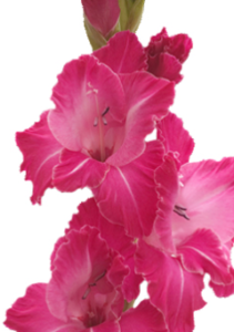 Stallion Concrete Color - Gladiola