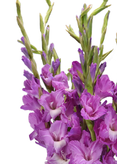 Stallion Concrete Color - Gladiola
