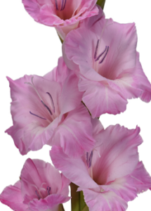 Stallion Concrete Color - Gladiola