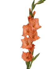 Stallion Concrete Color - Gladiola