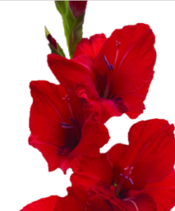 Stallion Concrete Color - Gladiola
