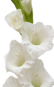 Stallion Concrete Color - Gladiola