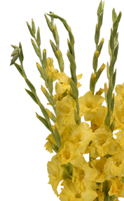 Stallion Concrete Color - Gladiola