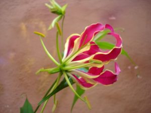 Stallion Concrete Color - Tropical & Exotic Flowers