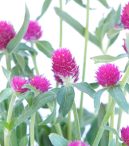 Stallion Concrete Color - Filler Flowers